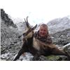 Image 3 : 3 - DAY PYRENEAN OR CANTABRIAN CHAMOIS HUNT FOR 2 HUNTERS (Trophy fee for 1 Pyrenean or Cantabrian c
