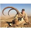 Image 4 : 3 - DAY SINDH IBEX (Up to 39”) HUNT IN PAKISTAN FOR 1 HUNTER (Trophy fee up to 39” is included) CAPR
