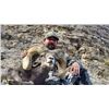 Image 11 : STATE OF NEVADA NELSON DESERT BIGHORN SHEEP TAG STATE OF NEVADA DEPARTMENT OF WILDLIFE