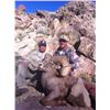 Image 3 : STATE OF NEVADA NELSON DESERT BIGHORN SHEEP TAG STATE OF NEVADA DEPARTMENT OF WILDLIFE