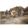Image 7 : STATE OF NEVADA NELSON DESERT BIGHORN SHEEP TAG STATE OF NEVADA DEPARTMENT OF WILDLIFE
