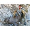 Image 8 : STATE OF NEVADA NELSON DESERT BIGHORN SHEEP TAG STATE OF NEVADA DEPARTMENT OF WILDLIFE
