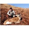 7 - DAY SITKA BLACK TAIL DEER FOR 2 HUNTERS (100% FULLY DONATED) KATMAI GUIDE SERVICE