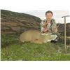 Image 3 : 7 - DAY SITKA BLACK TAIL DEER FOR 2 HUNTERS (100% FULLY DONATED) KATMAI GUIDE SERVICE