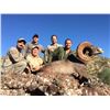 Image 10 : SONORA DESERT SHEEP - SIERRA EL ALAMO ALCAMPO HUNTING ADVENTURES