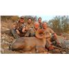 Image 2 : SONORA DESERT SHEEP - SIERRA EL ALAMO ALCAMPO HUNTING ADVENTURES