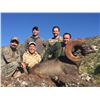 Image 4 : SONORA DESERT SHEEP - SIERRA EL ALAMO ALCAMPO HUNTING ADVENTURES
