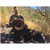 Image 5 : SONORA DESERT SHEEP - SIERRA EL ALAMO ALCAMPO HUNTING ADVENTURES
