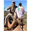 Image 6 : SONORA DESERT SHEEP - SIERRA EL ALAMO ALCAMPO HUNTING ADVENTURES
