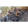 Image 8 : SONORA DESERT SHEEP - SIERRA EL ALAMO ALCAMPO HUNTING ADVENTURES