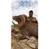 Image 9 : SONORA DESERT SHEEP - SIERRA EL ALAMO ALCAMPO HUNTING ADVENTURES