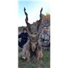 Image 8 : BUKHARAN MARKHOR CONSERVATION PERMIT IN TAJIKISTAN COMMITTEE OF THE ENVIRONMENTAL PROTECTION UNDER T