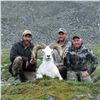 Image 4 : KLUANE FIRST NATION DALL’S SHEEP PERMIT DICKSON OUTFITTERS LTD. & KLUANE FIRST NATION (KFN)