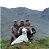 Image 6 : KLUANE FIRST NATION DALL’S SHEEP PERMIT DICKSON OUTFITTERS LTD. & KLUANE FIRST NATION (KFN)