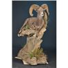 Image 3 : LIFE-SIZE WILD SHEEP MOUNT WITH HABITAT AND BASE DEWEY WILDLIFE STUDIO