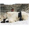 Image 3 : 11 - DAY MOUNTAIN GOAT HUNT FOR 1 HUNTER IN BRITISH COLUMBIA TERMINUS MOUNTAIN OUTFITTERS