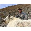 Image 4 : 11 - DAY MOUNTAIN GOAT HUNT FOR 1 HUNTER IN BRITISH COLUMBIA TERMINUS MOUNTAIN OUTFITTERS