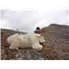 Image 5 : 11 - DAY MOUNTAIN GOAT HUNT FOR 1 HUNTER IN BRITISH COLUMBIA TERMINUS MOUNTAIN OUTFITTERS