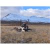 Image 4 : 10 - DAY MOUNTAIN CARIBOU HUNT FOR 1 HUNTER WITH TAHLTAN OUTFITTERS TAHLTAN OUTFITTERS