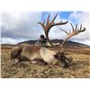 Image 6 : 10 - DAY MOUNTAIN CARIBOU HUNT FOR 1 HUNTER WITH TAHLTAN OUTFITTERS TAHLTAN OUTFITTERS