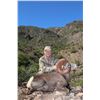 Image 11 : CARMEN ISLAND, MEXICO, DESERT BIGHORN SHEEP  MEXICO HUNTS/SERGIO JIMENEZ
