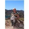 Image 3 : CARMEN ISLAND, MEXICO, DESERT BIGHORN SHEEP  MEXICO HUNTS/SERGIO JIMENEZ