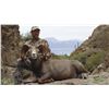Image 5 : CARMEN ISLAND, MEXICO, DESERT BIGHORN SHEEP  MEXICO HUNTS/SERGIO JIMENEZ