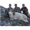 Image 2 : 10 - DAY 1X1 FANNIN OR DALL’S SHEEP HUNT IN THE YUKON BLACKSTONE OUTFITTERS