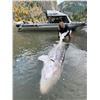Image 12 : 1-DAY (8 hour) BIG GAME ULTIMATE FRASER CANYON STURGEON EXPERIENCE FOR 2 PEOPLE