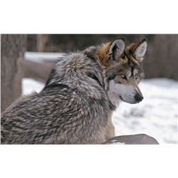 WOLF PELT CONSERVATION FUNDING