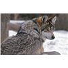 WOLF PELT CONSERVATION FUNDING