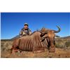 Image 2 : TAM SAFARIS 5 Day, 1x1 Trophy Golden Wildebeest Hunt for 1 Hunter and 1 Non-Hunter