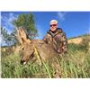 Image 2 : HUNT TRIP SPAIN 5-Day Hunt for Roe Deer for 1-Hunter and 1-Observer.