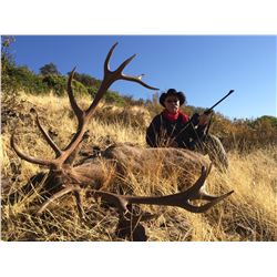 ATP HUNT 5-Day and 4-Night Iberian Red Stag and European Wild Boar hunt for 1 hunter in Ciudad Real/