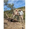 Image 4 : ATP HUNT 5-Day and 4-Night Iberian Red Stag and European Wild Boar hunt for 1 hunter in Ciudad Real/