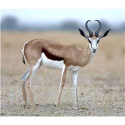 AVULA SAFARIS 5-Day Springbok Slam Hunt for 1 Hunter and 1 Non-Hunter in South Africa.