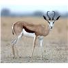 Image 1 : AVULA SAFARIS 5-Day Springbok Slam Hunt for 1 Hunter and 1 Non-Hunter in South Africa.