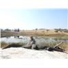 Image 2 : BOSCHNEL SAFARIS Authentic 7-day South African Crocodile Hunting Adventure for 2 hunters