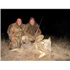 Image 2 : SAFARI EHA Wolf Hunt in Macedonia for 2 Hunters