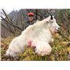 Image 3 : PARKER GUIDE SERVICE 8-Night/7-Day Mountain Goat Hunt in Beautiful Alaska Aboard a Custom 80 ft. Yac