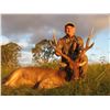 Image 1 : KINGHAM SAFARIS AUSTRALIA 3-day RARE Moluccan Rusa hunt for one hunter