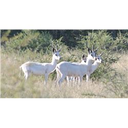 SPIRAL HORN SAFARIS 7-Day Golden Grand Safari for 2 Hunters in Limpopo Province of South Africa