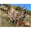 Image 2 : FOUR SEASONS SAFARIS NEW ZEALAND 4-Day Red Stag, Tahr and Chamois Hunt for 2 Hunters