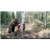 Image 3 : RWS GUIDE SERVICE 1x1 Guided 10-Day Alaska Brown Bear Hunt