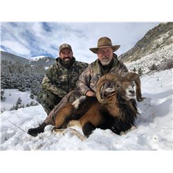TROPHY HUNTING SPAIN 4-Day Hunt in Spain for Iberian Mouflon Sheep for 1 Hunter and 1 Non-Hunter in