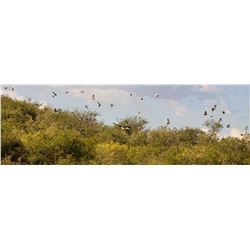 ARGENTINA: OC OUTFITTERS-CORDOBA An Incredible Agentina Dove Hunt for 4 Days and 3 Nights for 3 Hunt