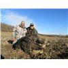Image 2 : SAFARI ART Wild Boar Hunt for 2 Hunters in Serbia
