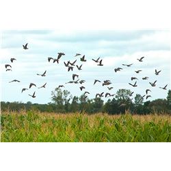 PAMPA ADVENTURES & MAPU HUNTING LODGE 4-day Guided dove hunt for up to 4-hunters in Argentina.