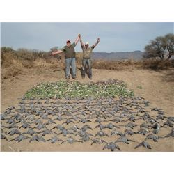 MG HUNTING 3-Day Dove and Pigeon Hunt for Up to 6 Hunters in Argentina