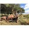 Image 1 : PACO RIESTRA 4-Day Red Stag Hunt for 2 to 8 Hunters in Beautiful Argentina.